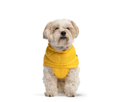 Perro con impermeable amarillo, ROPA, ARISTOPET