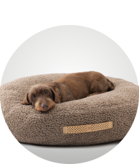 perro salchicha color cafe acostado en una cama color cafe, ARISTOPET