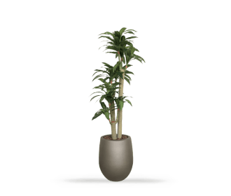 Imagen de una planta con maceta de color cafe