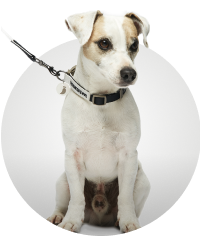 terrier russel color blanco sentado con una correa, ARISTOPET