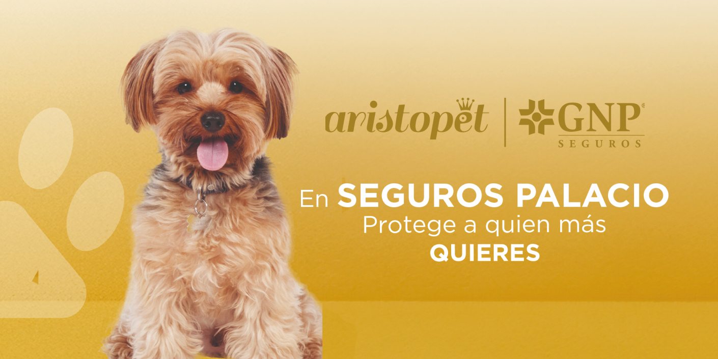 Día Nacional del Perro Salchicha en México - ARISTOPET