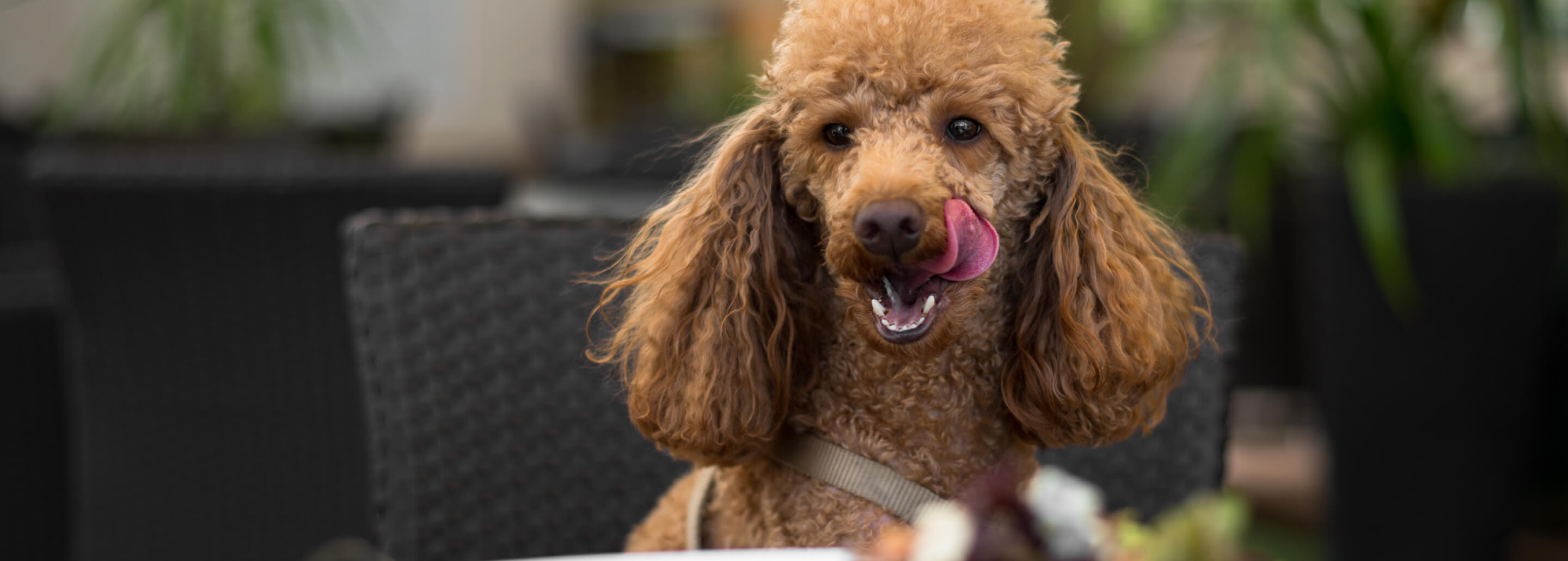 Perro café con la lengua afuera, ARISTOPET