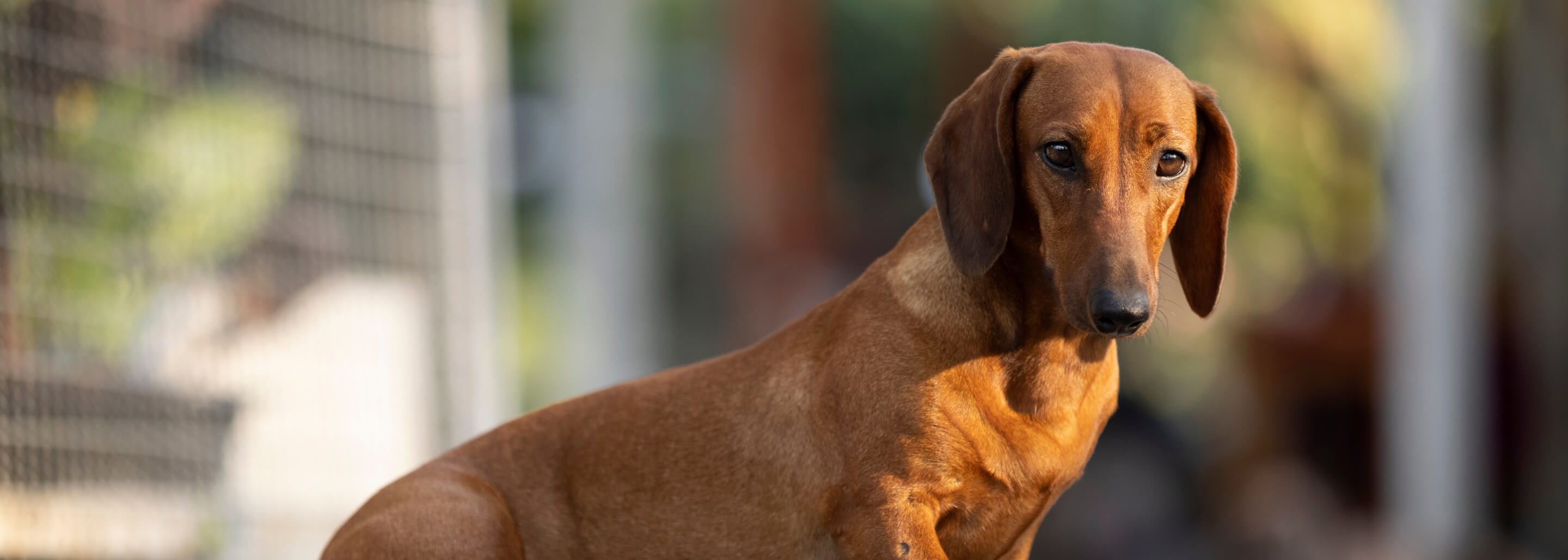 Perro salchicha, ARISTOPET