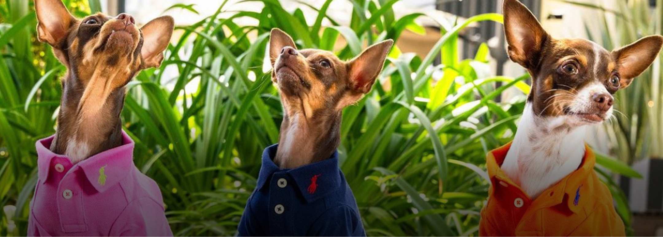 Ralph Lauren para mascotas llega a El Palacio de Hierro, ARISTOPET