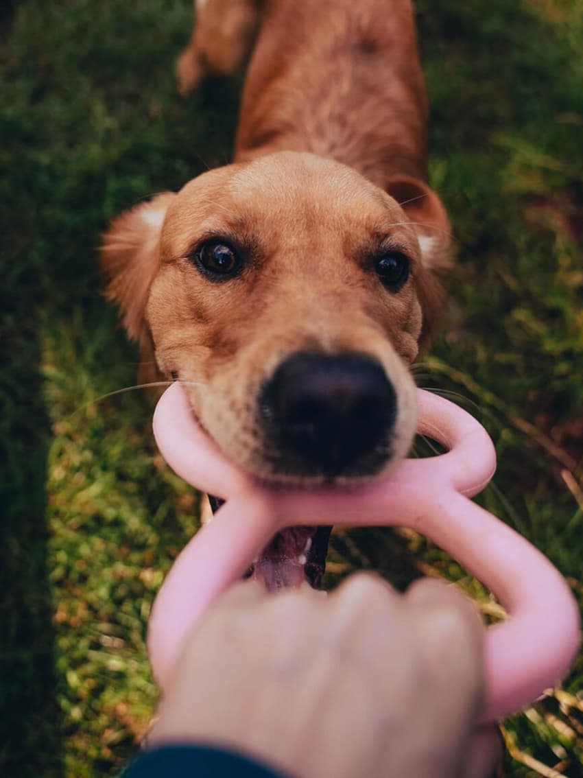 Chamarra bomber para perro