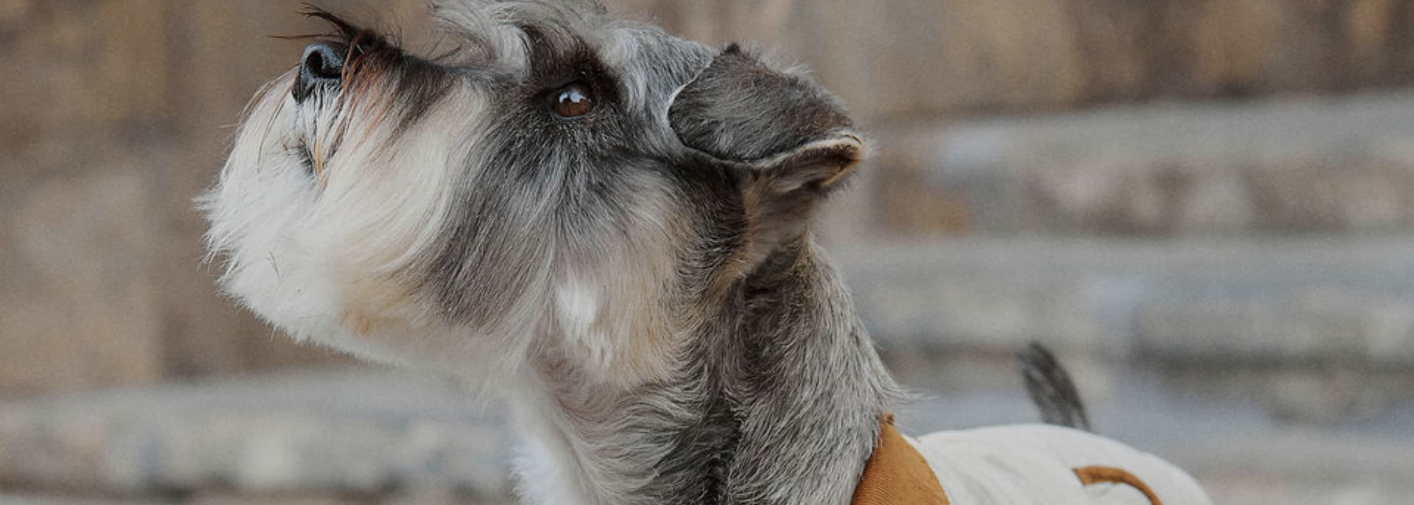 Los mejores looks para tu aristopet este invierno