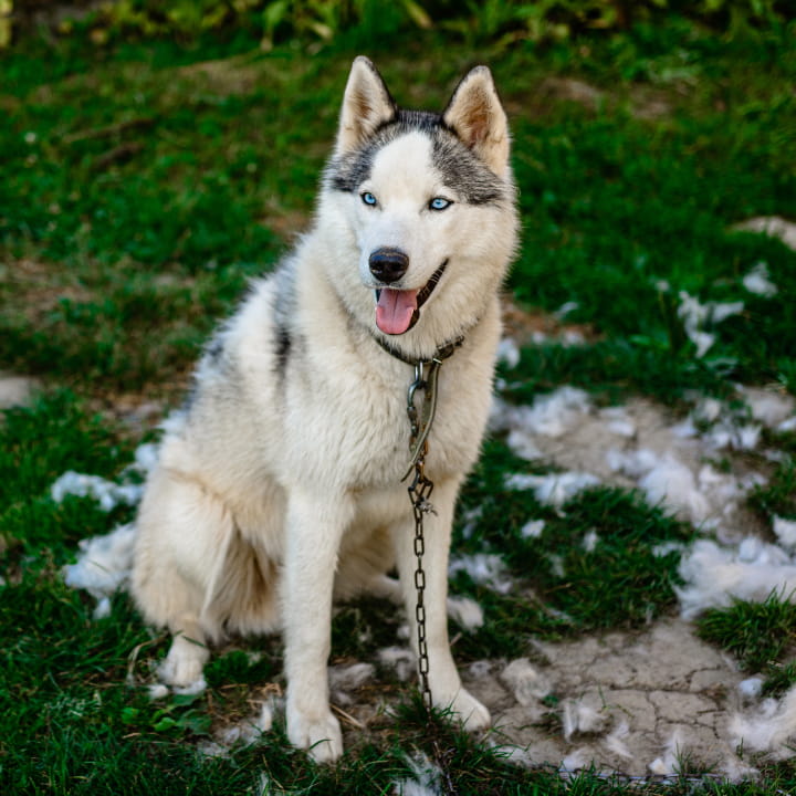 5 actividades para disfrutar al aire libre con tu Aristopet
