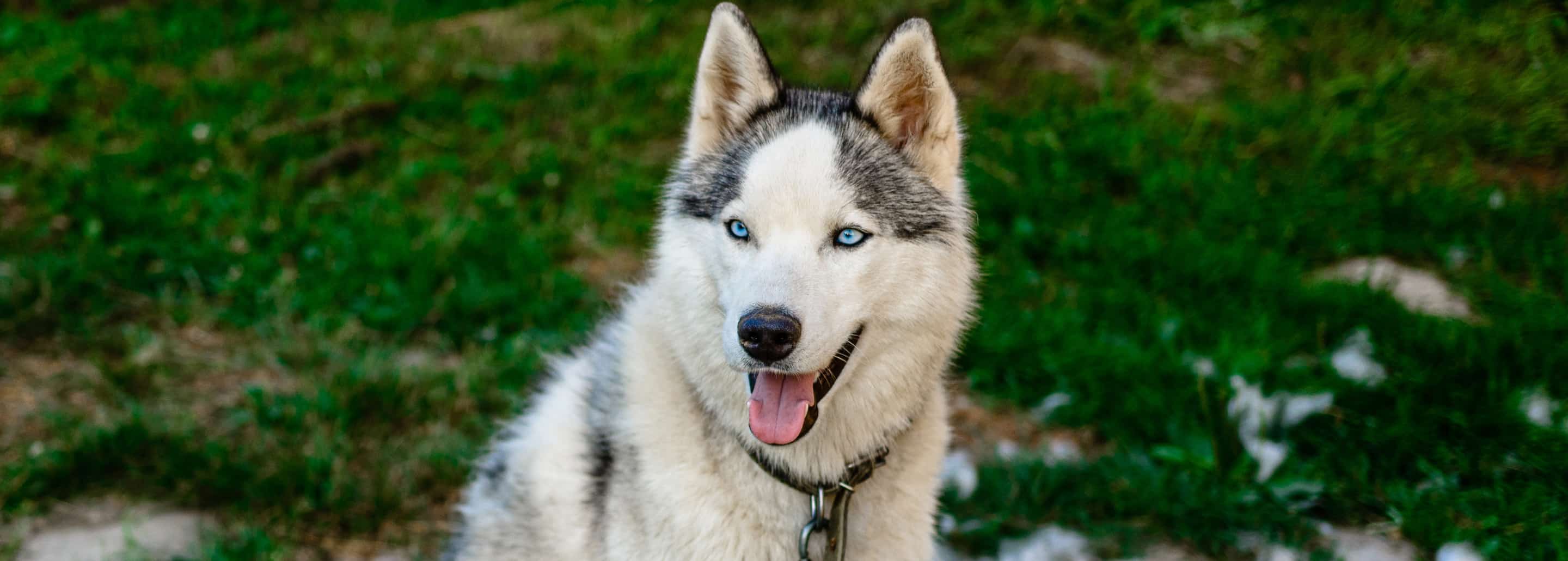 ¿Cómo cuidar el pelaje de mi perro durante la temporada de muda?