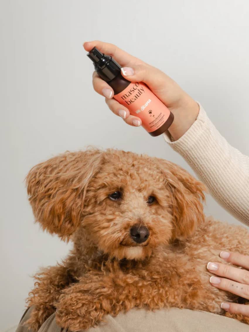 Chamarra bomber para perro