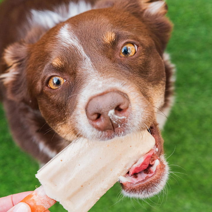5 actividades para disfrutar al aire libre con tu Aristopet