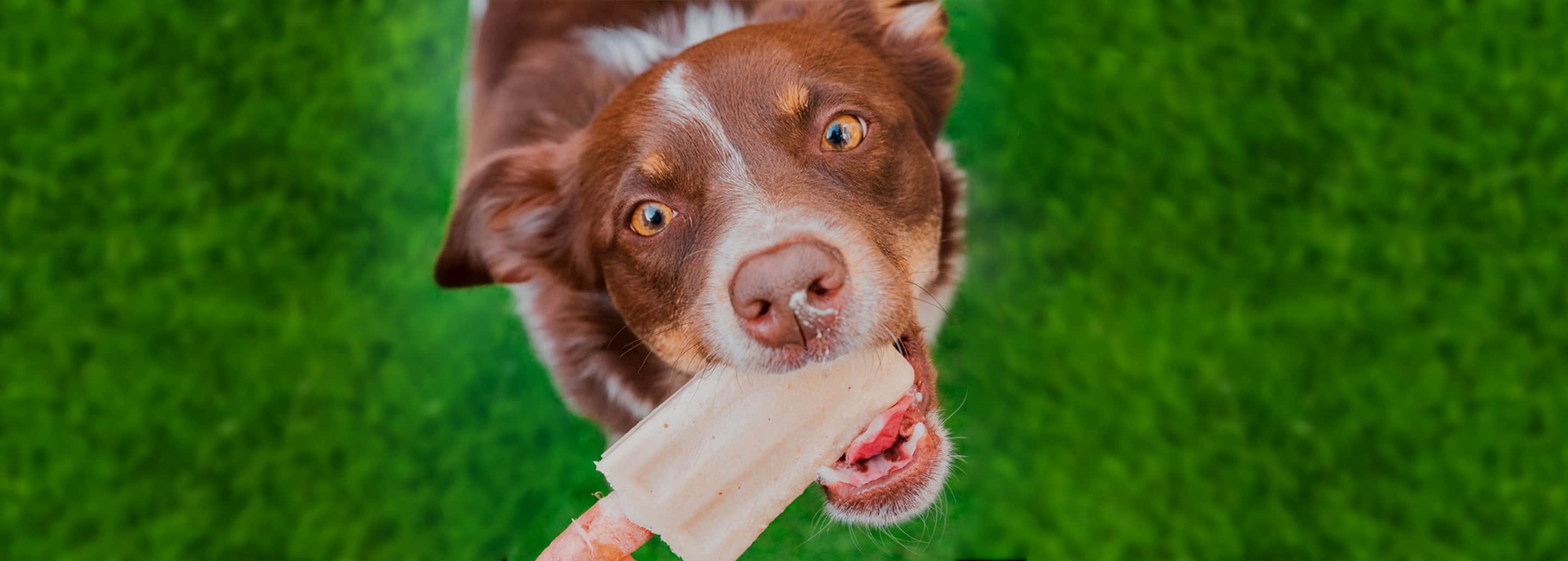 ¿Cómo cuidar el pelaje de mi perro durante la temporada de calor?
