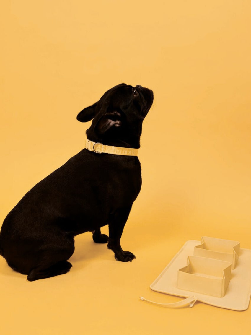 Chamarra bomber para perro