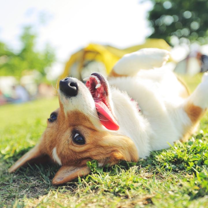 Los imperdibles para tu Aristopet 