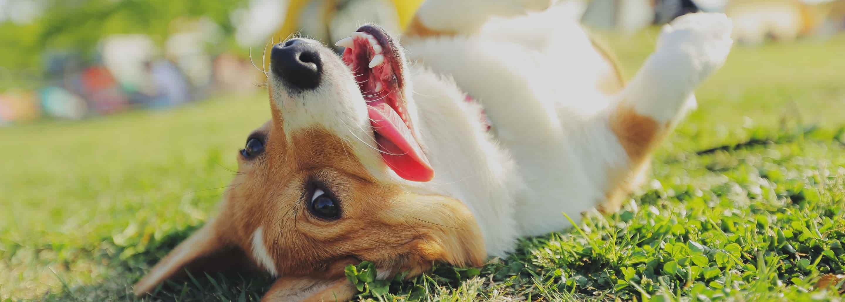 Los imperdibles para tu Aristopet