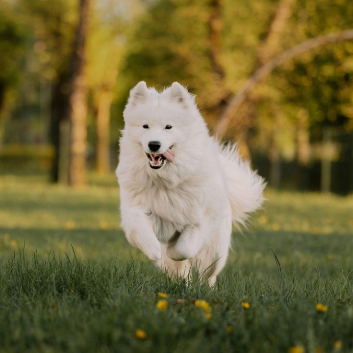 Protege a tu Aristopet en           temporada de lluvias