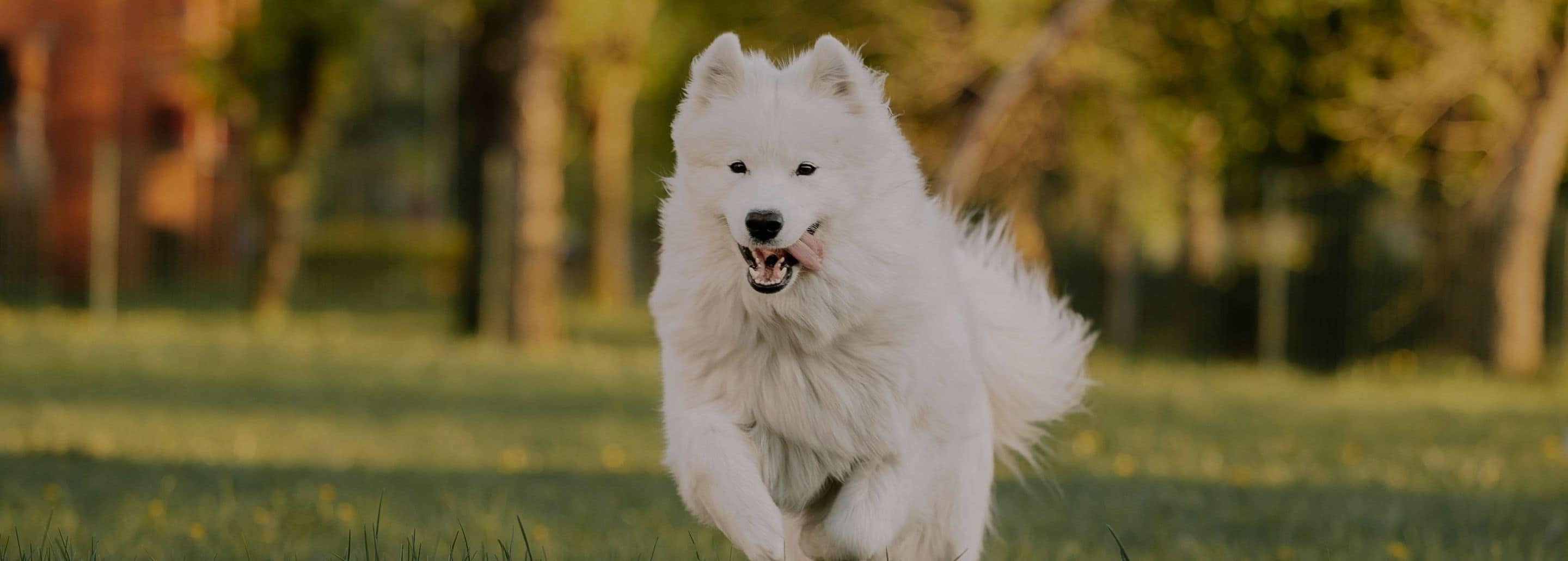 Protege a tu Aristopet en temporada de lluvias