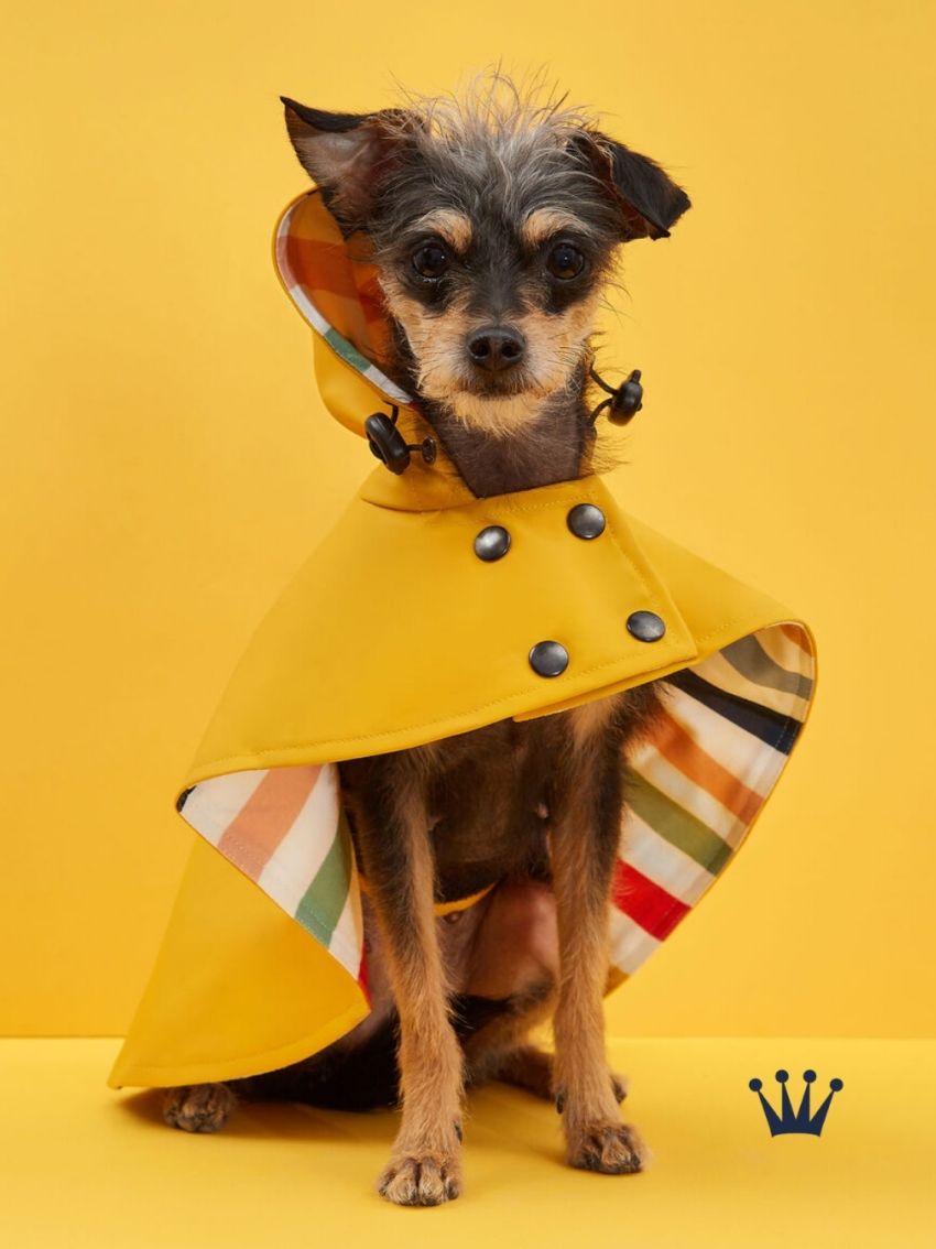 Chamarra bomber para perro