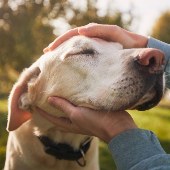 Mi Aristopet envejece: cambios sutiles que indican que entró en etapa senior