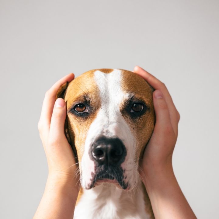 Sonido, miedo y estrés: cómo ayudar a tu Aristopet con sensibilidad auditiva