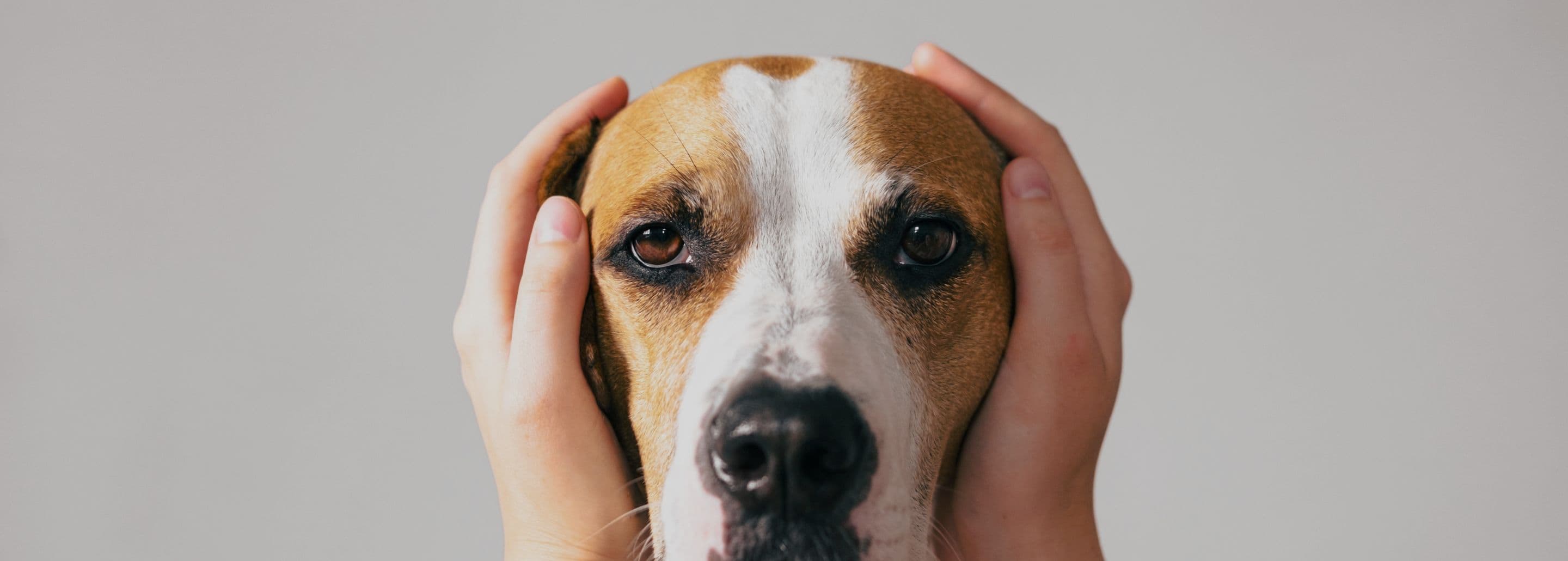 Sonido, miedo y estrés: cómo ayudar a tu Aristopet con sensibilidad auditiva