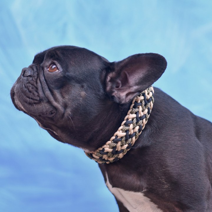 Eleva el look de tu Aristopet con collares llenos de estilo