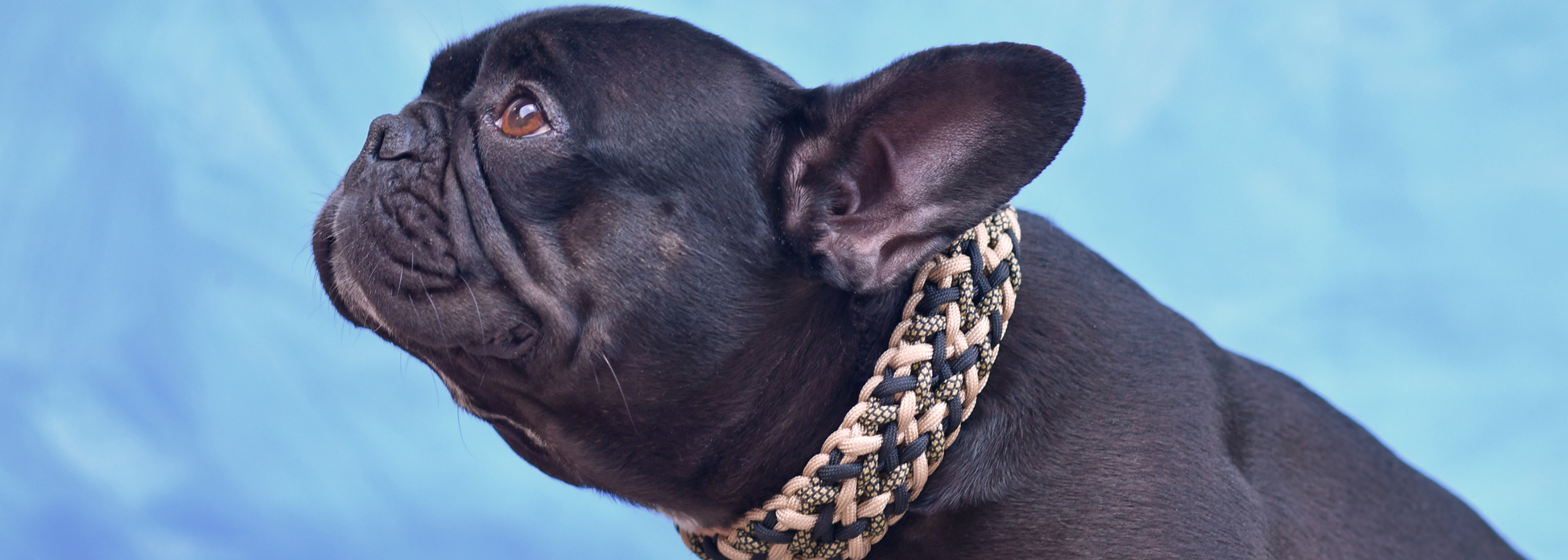 Eleva el look de tu Aristopet con collares llenos de estilo
