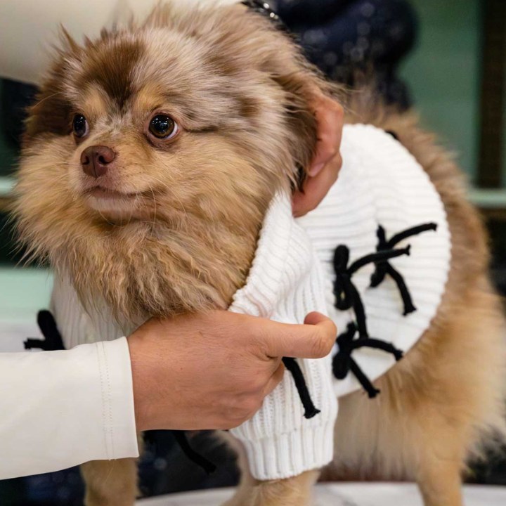 Found My Animal, estilo consciente para tu Aristopet