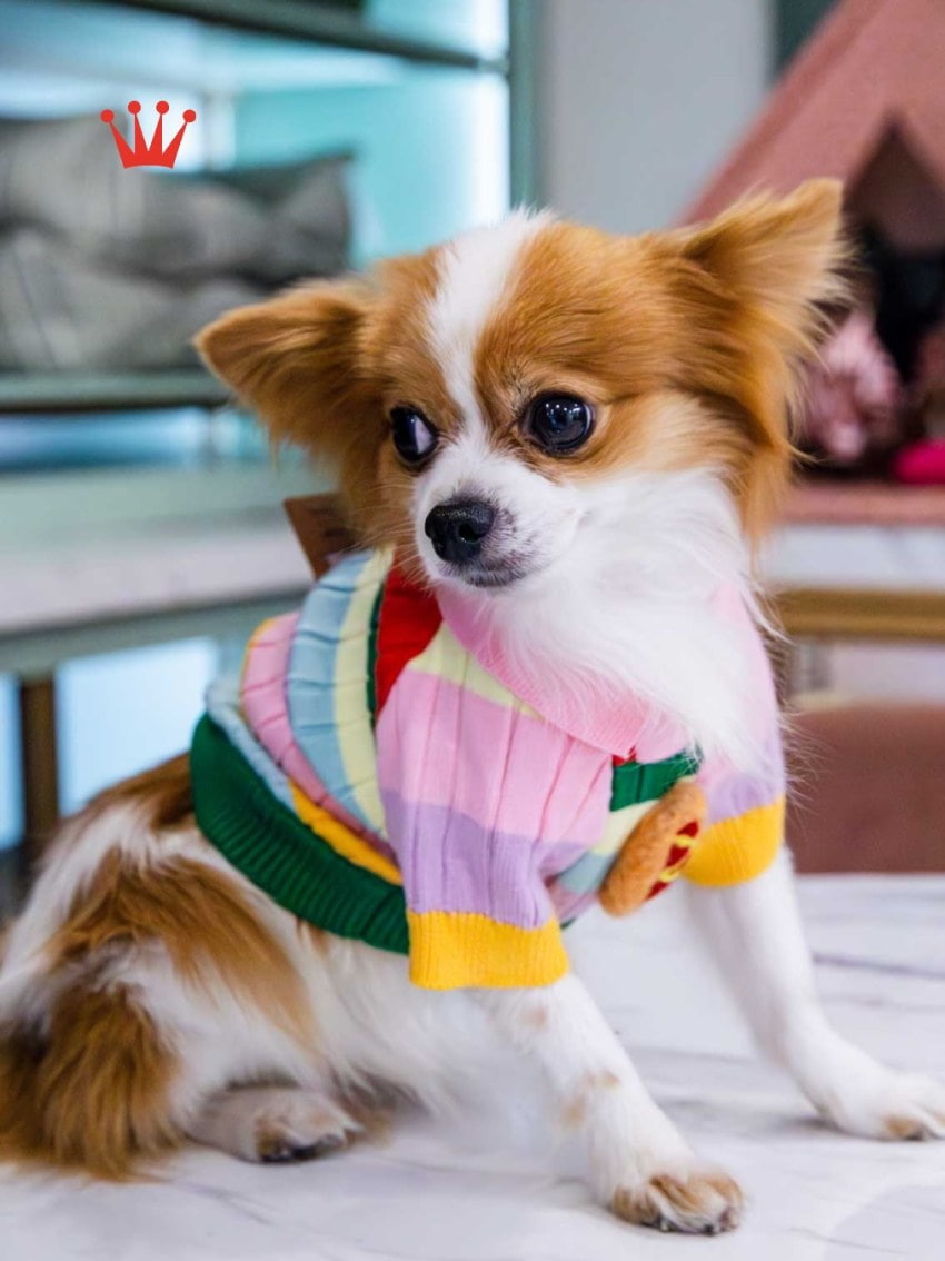 Spa y cuidado especializado para tu mejor amigo