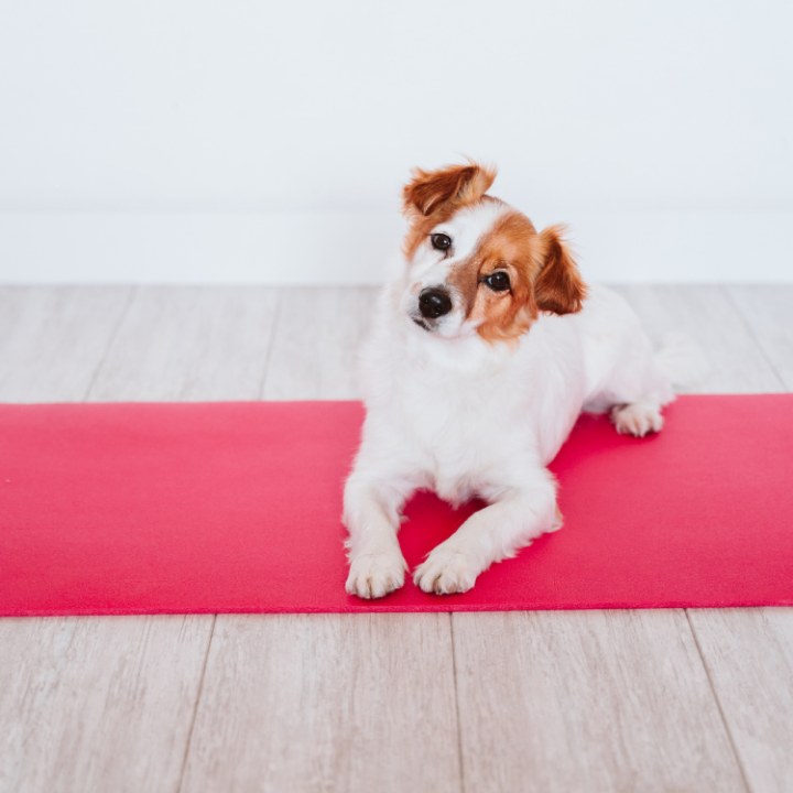 Pet yoga, una forma consciente de crear bienestar junto a tu Aristopet