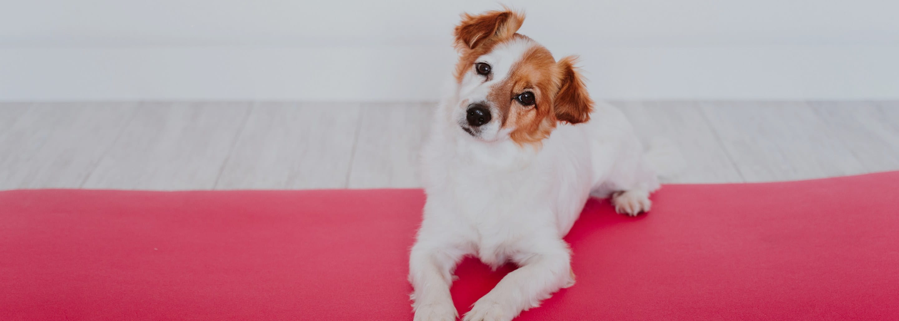 Pet yoga, una forma consciente de crear bienestar junto a tu Aristopet