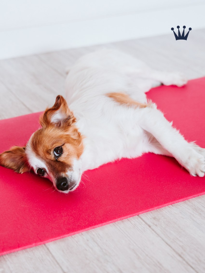 Spa y cuidado especializado para tu mejor amigo