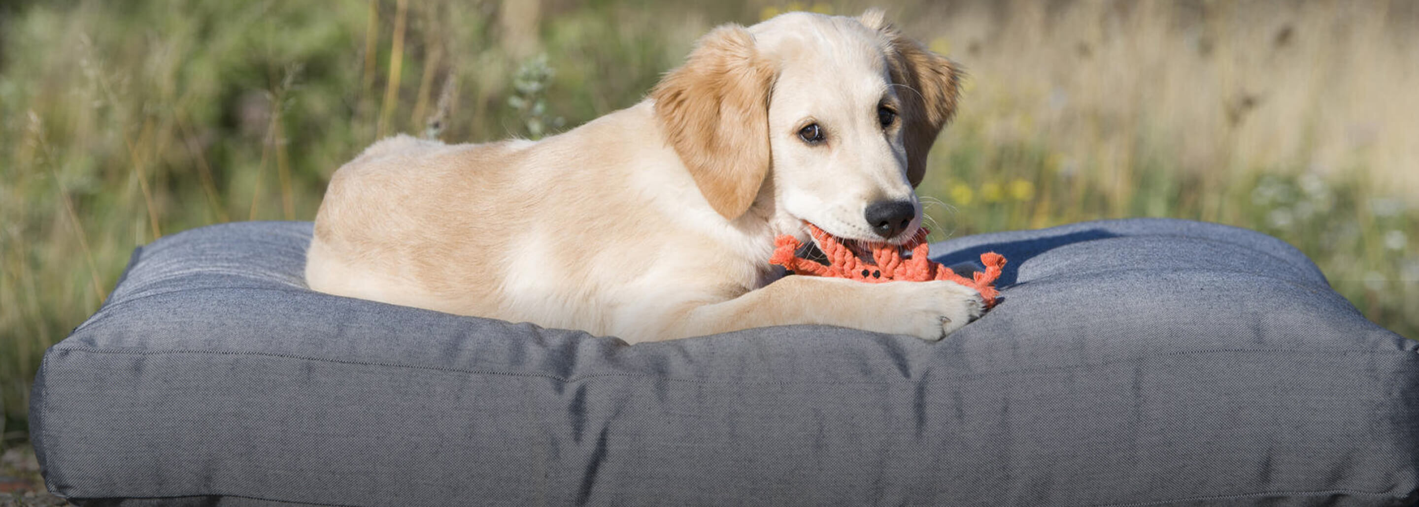 Perro jugando, ARISTOPET