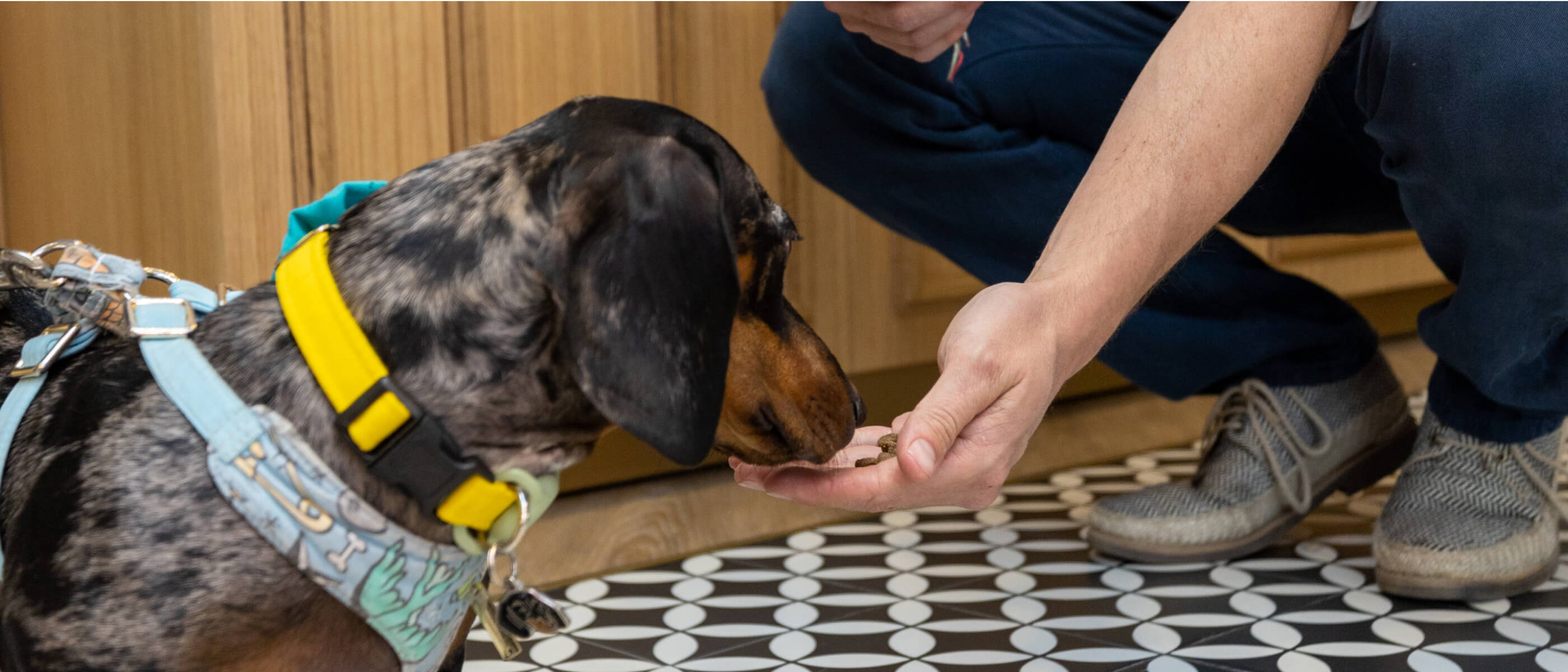 Perro comiendo croquetas, ARISTOPET