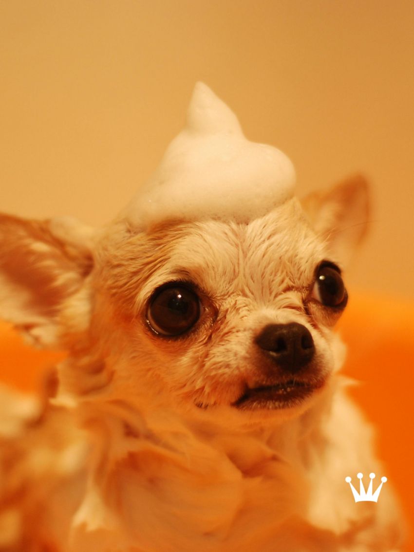 Spa y cuidado especializado para tu mejor amigo