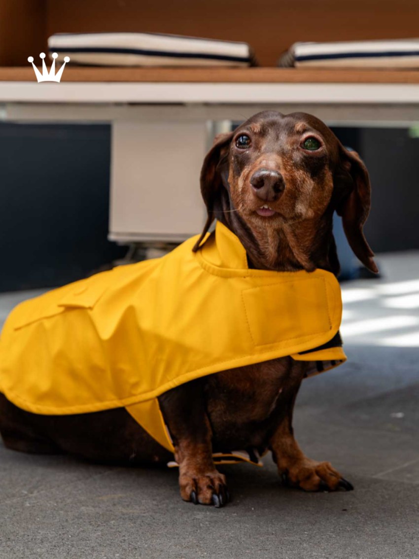 Perro salchicha usando un impermeable amarillo para mascotas