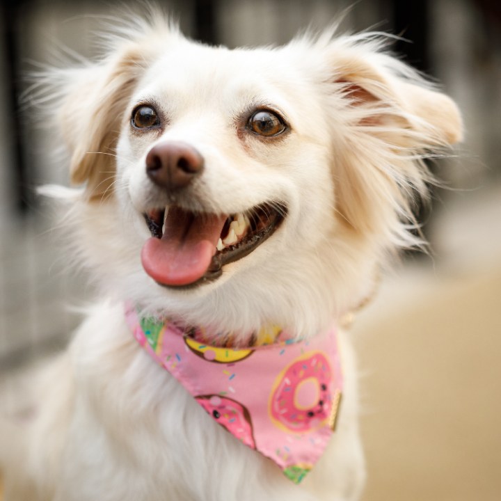 Completa el look de tu Aristopet con bandanas llenas de estilo, ARISTOPET