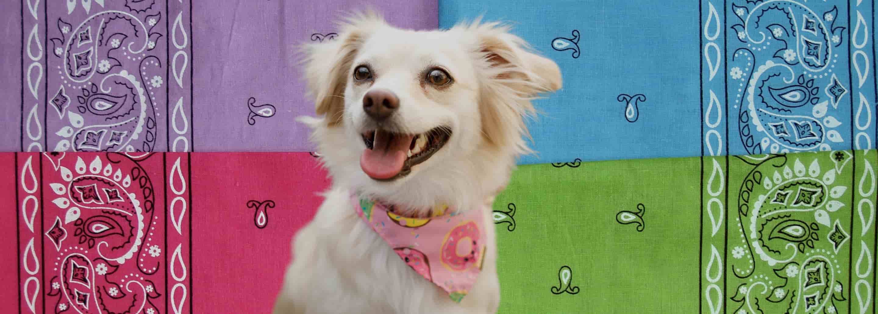 Completa el look de tu Aristopet con bandanas llenas de estilo