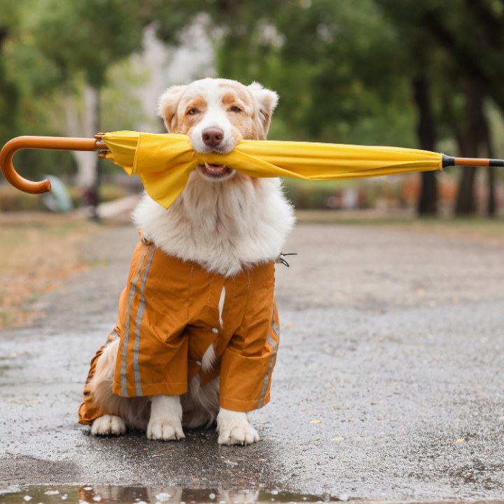 ¿CÓMO ELEGIR EL IMPERMEABLE IDEAL PARA TU ARISTOPET?, ARISTOPET