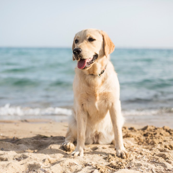 EL KIT DE PLAYA IDEAL PARA TU ARISTOPET, ARISTOPET