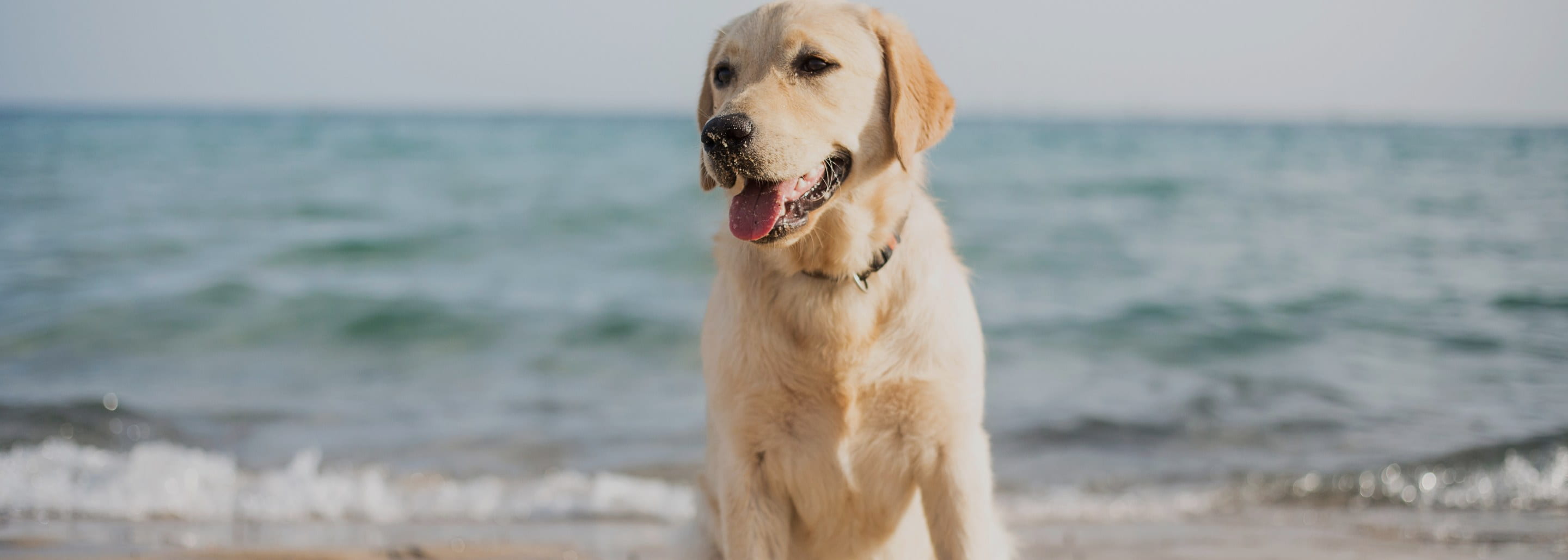 El kit de playa ideal para tu Aristopet