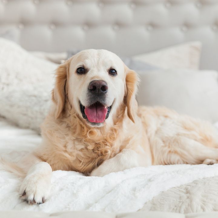 ¿Cómo elegir la cama ideal para tu Aristopet?