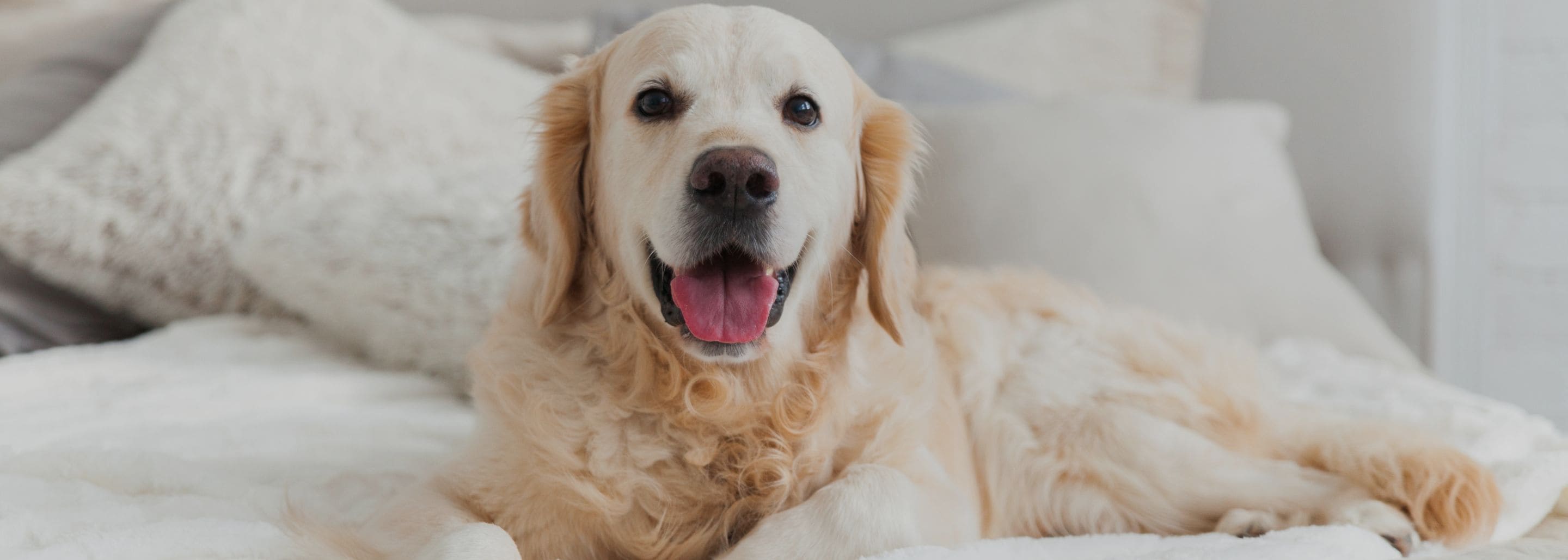 ¿Cómo elegir la cama ideal para tu Aristopet?