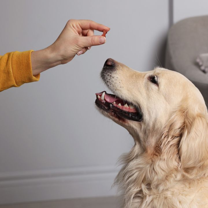 La suplementación como parte del cuidado diario de tu Aristopet