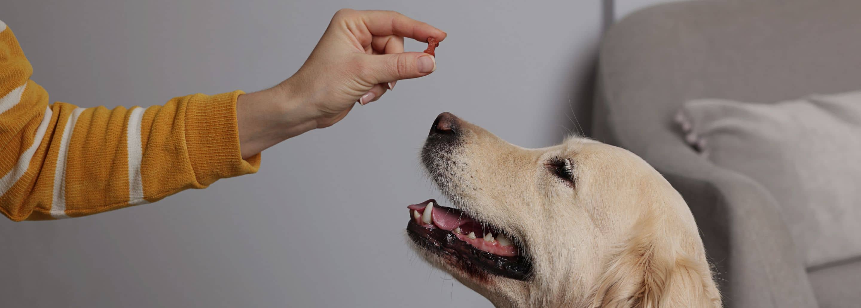 La suplementación como parte del cuidado diario de tu Aristopet