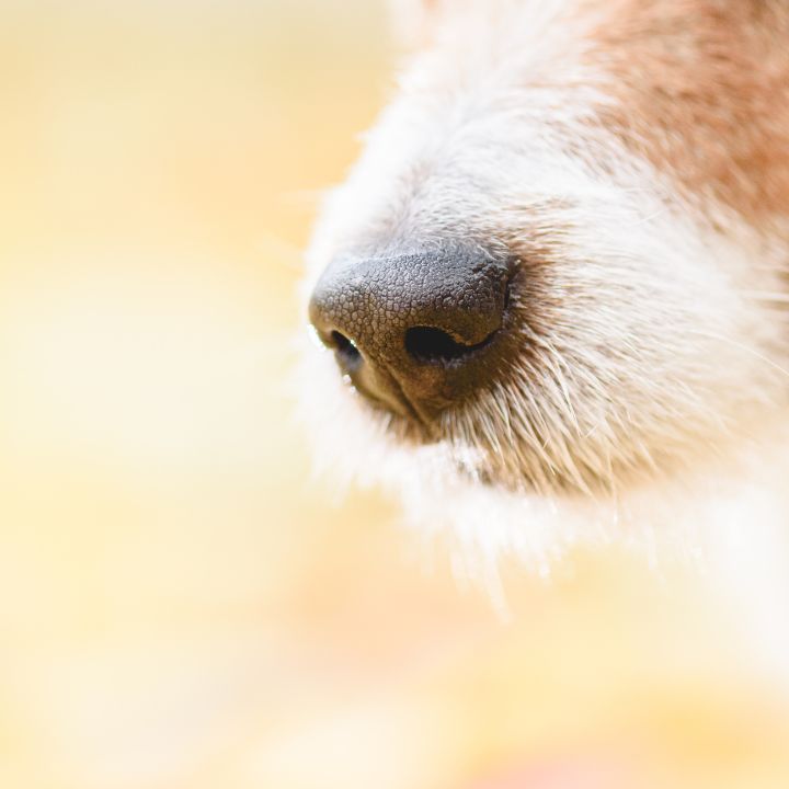 TAPETES OLFATIVOS, UNA EXPERIENCIA SENSORIAL PARA TU ARISTOPET, ARISTOPET