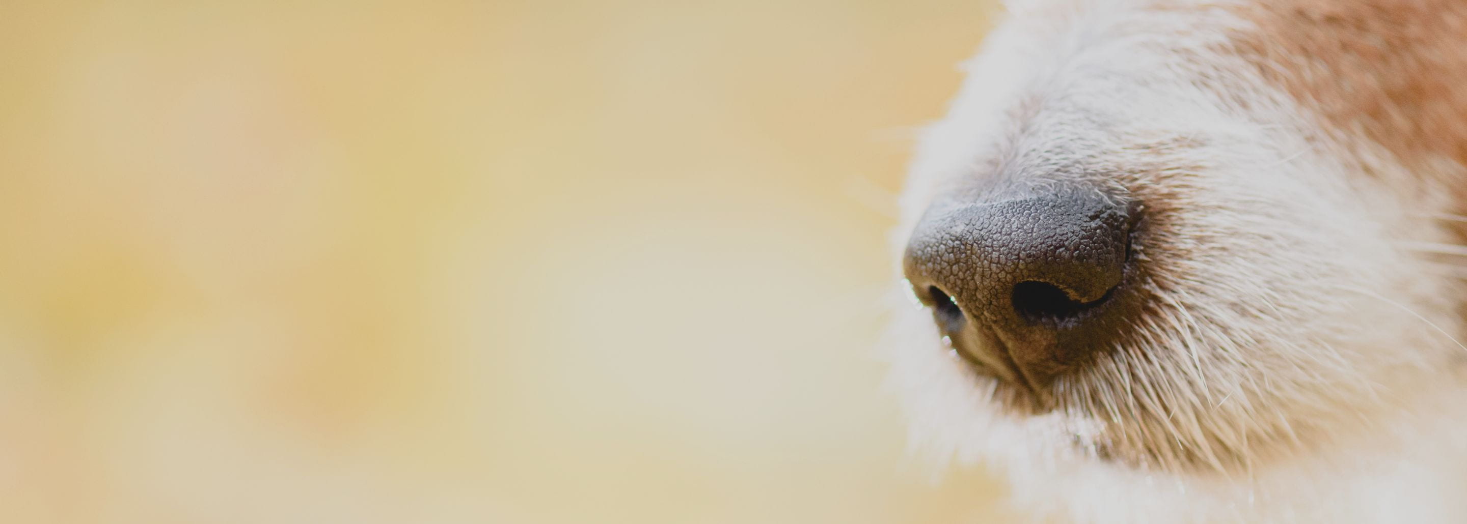 Tapetes olfativos, una experiencia sensorial para tu Aristopet