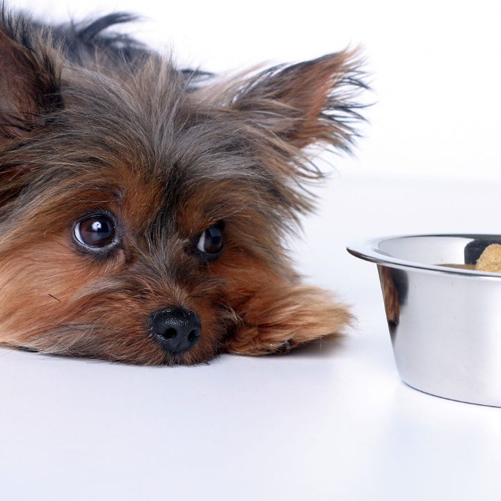 ¿CÓMO ELEVAR LA HORA DE LA COMIDA DE TU ARISTOPET?, ARISTOPET