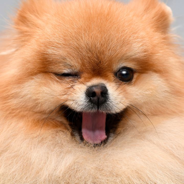 EL ARTE DE PERFUMAR A TU ARISTOPET, ARISTOPET