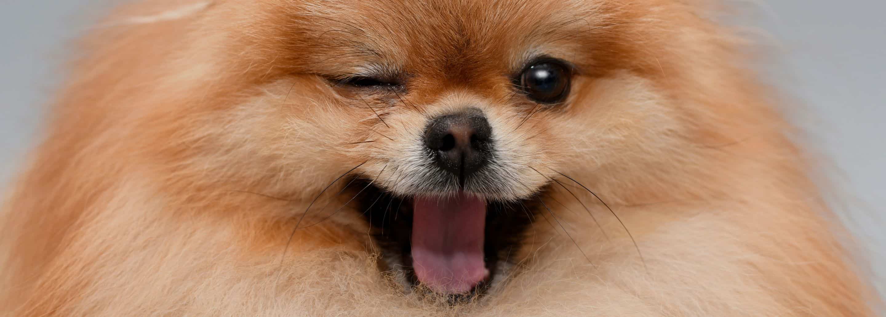 El arte de perfumar a tu Aristopet