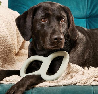 La temporada 2025 llegó
    a aristopet